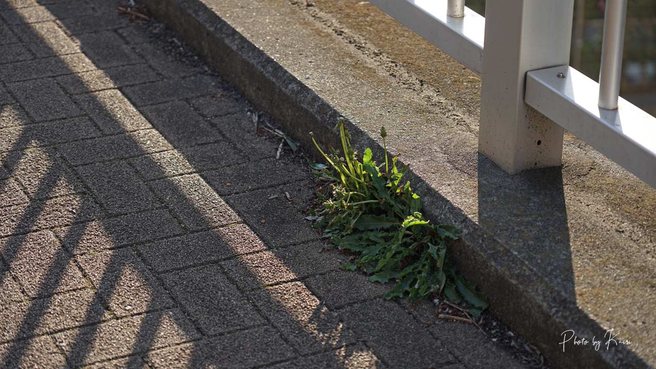 SONY E 16-55mm F2.8 Gの作例