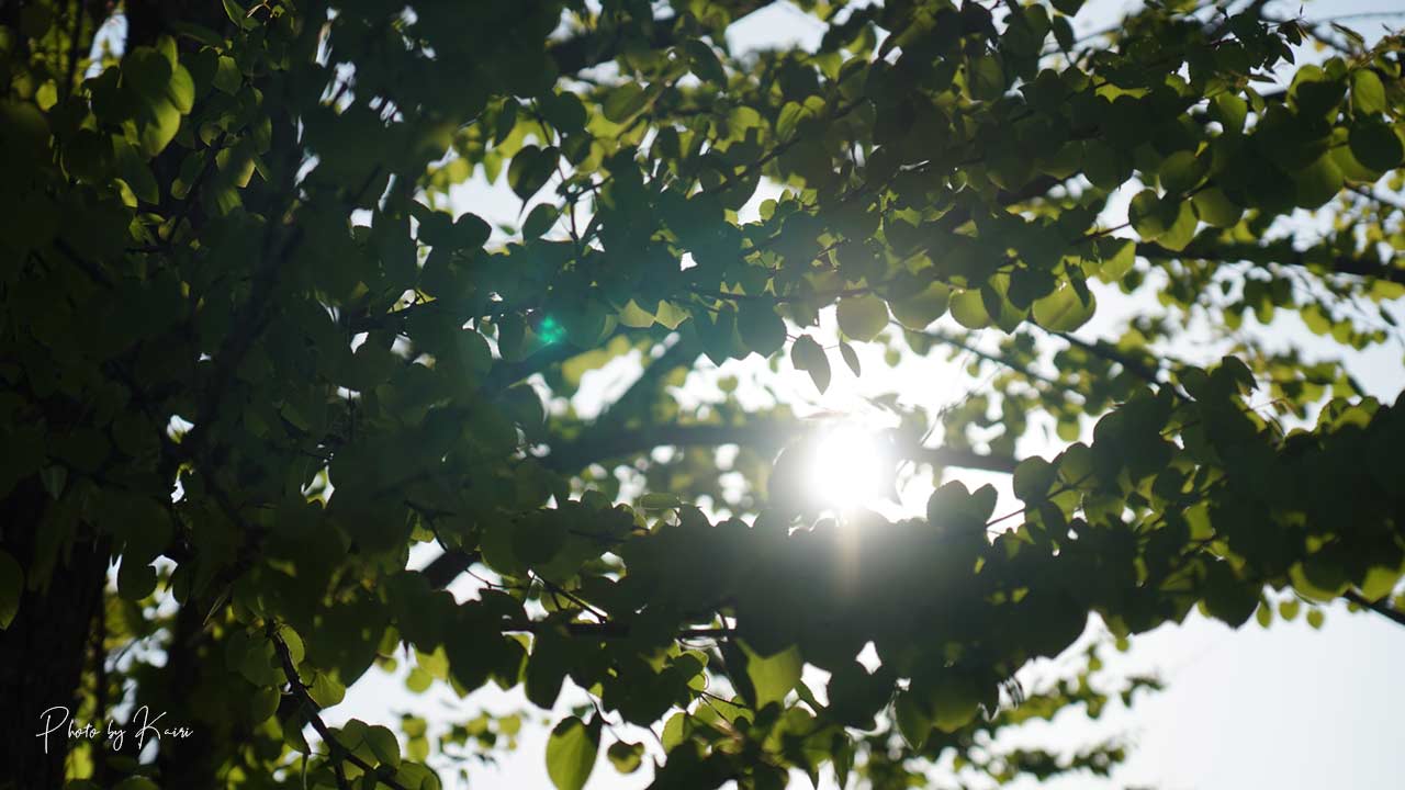 SONY E 16-55mm F2.8 Gはあまりフレア・ゴーストが出ない