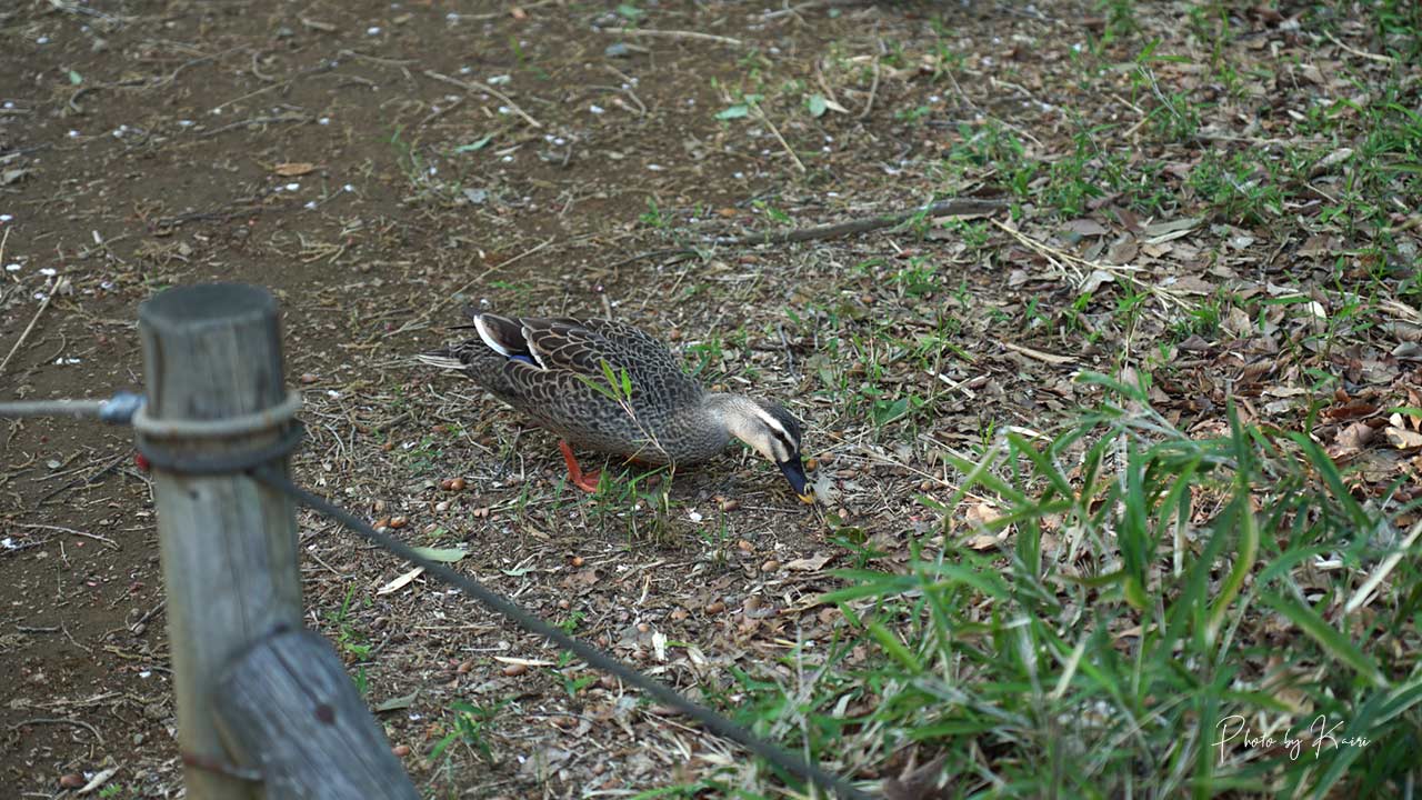 SONY E 16-55mm F2.8 Gの作例