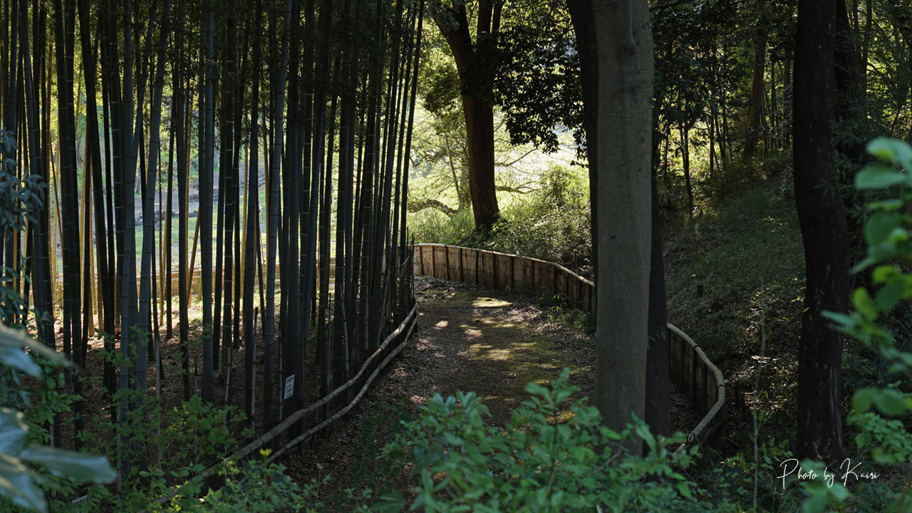 SONY E 16-55mm F2.8 Gの作例