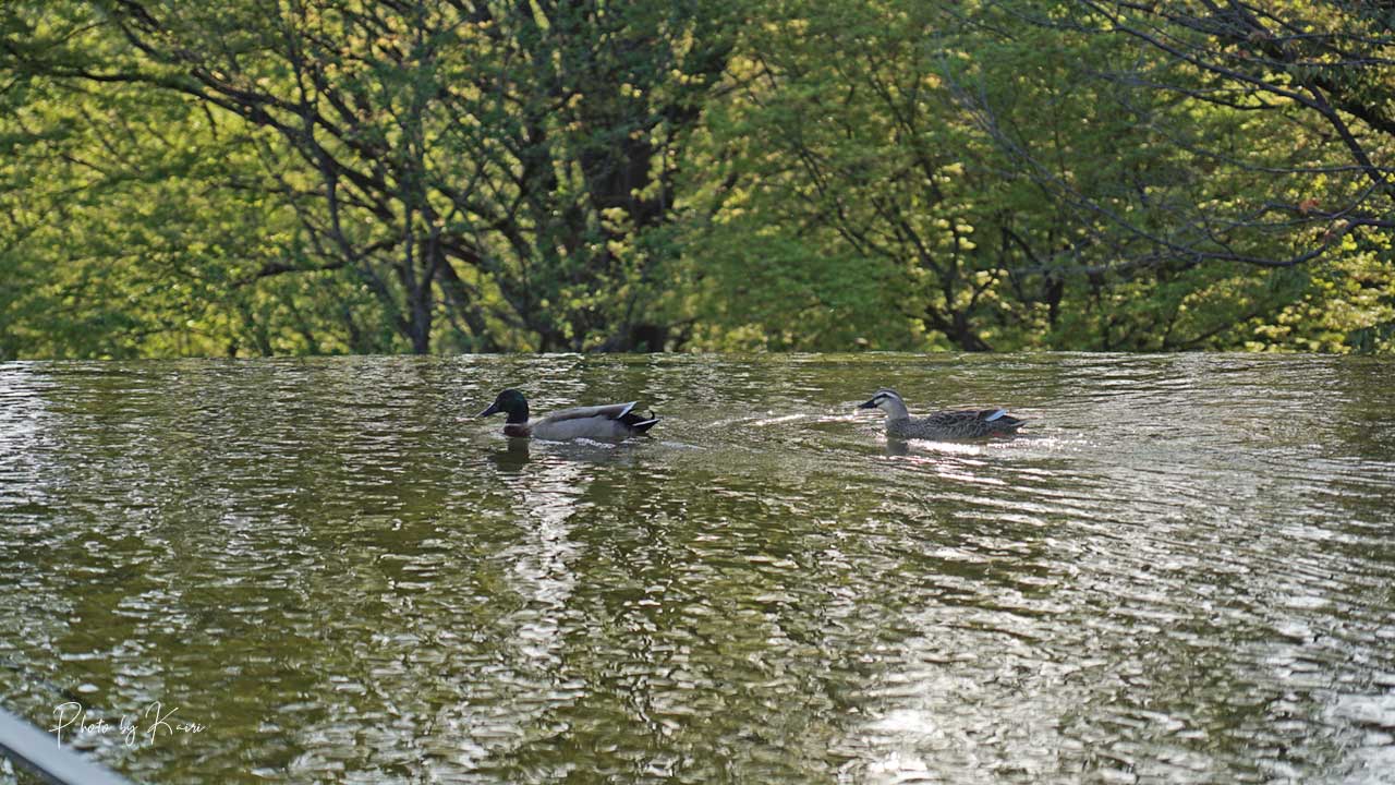 SONY E 16-55mm F2.8 Gの作例