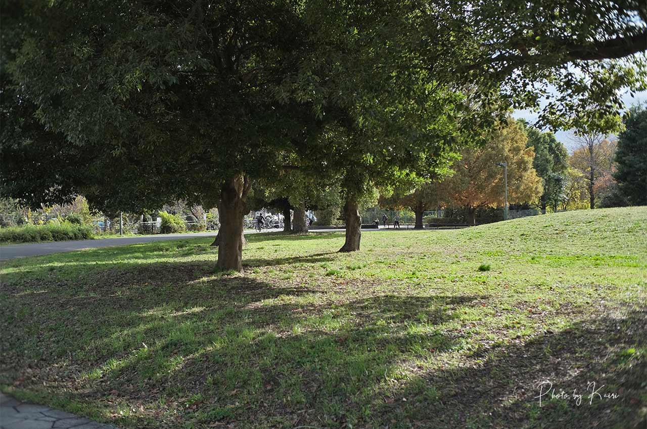 7artisans 25mm F1.8の作例