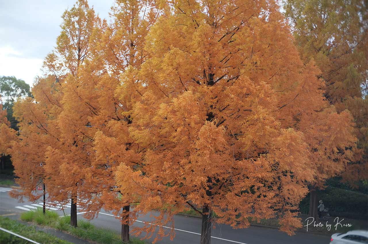 7artisans 25mm F1.8の作例