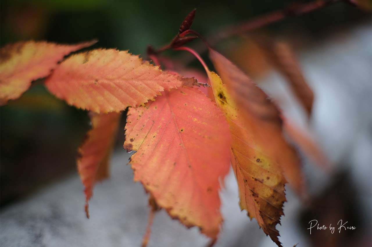 7artisans 25mm F1.8で近接撮影をした時の様子