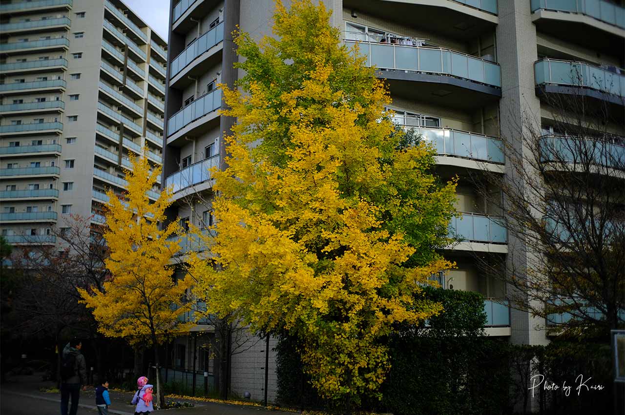 7artisans 25mm F1.8の作例